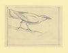 Somalia 1966 Birds Original artwork rough essay on tracing paper probably for the 1966 series image size 140 x 105 mm (96046)