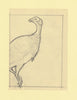 Somalia 1966 Birds Original artwork rough essay on tracing paper probably for the 1966 series image size 105 x 140 mm (96048)