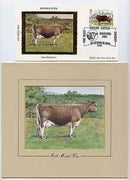 Great Britain 1984 British Cattle - original hand-painted artwork of Irish Moiled Cow as used to illustrate Benham silk first day cover (31p value), approx 5" x 4" plus the matching Benham silk cover, a magnificent and attractive unit