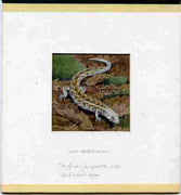 New Zealand 1984 Amphibians & Reptiles - original hand-painted artwork showing Otago Skink, as used to illustrate Benham silk first day cover (58c value), mounted on board 3.25" x 3.25" plus the matching Benham silk cover, a magni……Details Below