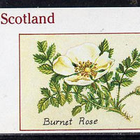 Staffa 1982 Roses #4 (Burnet Rose) imperf souvenir sheet (£1 value),unmounted mint