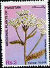 Pakistan 1996 Medicinal Plants 3R Yarrow (Achillea mellofolium) unmounted mint SG 1010