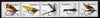 Transkei 1980 Fishing Flies #1 strip of 5 unmounted mint, SG 65a