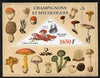 Ivory Coast 2012 Fungi & Mycologists imperf m/sheet containing 1 triangular value unmounted mint