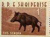 Albania 1962 Animals 1L50 Wild Boar unmounted mint, Mi 701