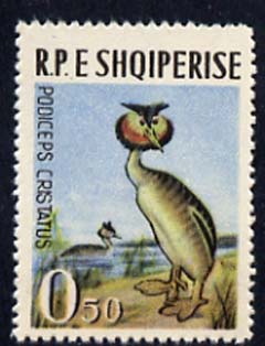 Albania 1963 Great Creasted Grebe 0L50 unmounted mint, Mi 741