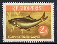 Albania 1964 Carp 2L50 unmounted mint, Mi 812