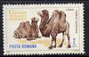 Rumania 1964 Camel 2L from Bucharest Zoo set, SG 3204,,Mi 2337