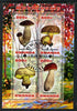 Rwanda 2013 Fungi #1 perf sheetlet containing 4 values fine cto used