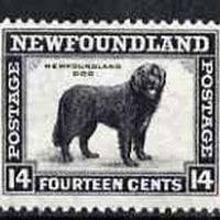 Newfoundland 1932 Newfoundland Dog 14c comb perf 13.5 unmounted mint, SG 216*