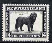 Newfoundland 1932 Newfoundland Dog 14c comb perf 13.5 unmounted mint, SG 216*