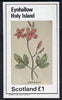 Eynhallow 1982 Plants (Herb Robert) imperf,souvenir sheet (£1 value) unmounted mint