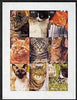 Kyrgyzstan 1998 Domestic Cats imperf sheetlet containing complete set of 9 values