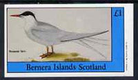 Bernera 1982 Sea Birds #02 (Roseate Tern) imperf souvenir sheet (£1 value) unmounted mint