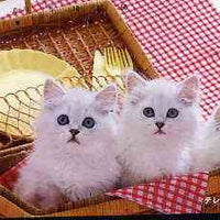 Telephone Card - Japan 50 units phone card showing Three Kittens in Basket (card dated 1.6.1989)