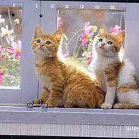 Telephone Card - Japan 105 units phone card showing Two Kittens on Window Cill (card dated 1.4.1992)