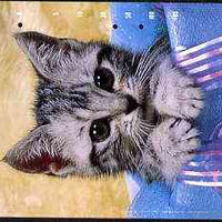 Telephone Card - Japan 105 units phone card showing Kitten in Festive Box (vert) (card dated 15.7.1990)