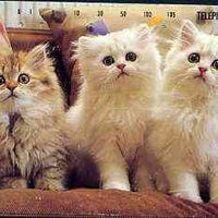 Telephone Card - Japan 105 units phone card showing Three Kittens on Sofa (card dated 15.2.1992)