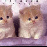 Telephone Card - Japan 105 units phone card showing Two Kittens in Silk Bed (card dated 20.7.1992)
