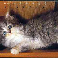 Telephone Card - Japan 105 units phone card showing Kitten Rearing up in Open Doorway (card dated 1.12.1991)