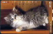 Telephone Card - Japan 105 units phone card showing Kitten Rearing up in Open Doorway (card dated 1.12.1991)