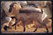 Telephone Card -Oman 5r phone card showing The Arabian Tahr (The Rare and The Beautiful)