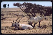 Telephone Card -Oman 1.5r phone card showing The Arabian Oryx
