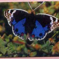 Telephone Card -Oman 3r phone card showing Blue Pansy #1 Butterfly
