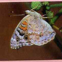 Telephone Card -Oman 3r phone card showing Blue Pansy #2 Butterfly
