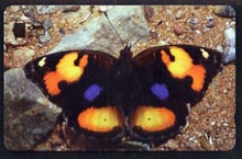 Telephone Card -Oman 1.5r phone card showing Yellow Pansy Butterfly