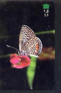 Telephone Card -Oman 1.5r phone card showing Grass Jewel Butterfly