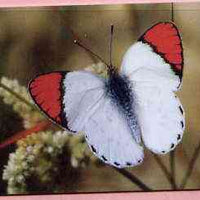Telephone Card -Oman 5r phone card showing Scarlet Red Tip Butterfly
