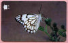 Telephone Card -Oman 3r phone card showing Caper White Butterfly