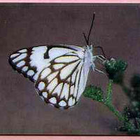 Telephone Card -Oman 3r phone card showing Caper White Butterfly