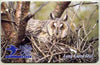 Telephone Card - Jersey £2 phone card showing Long Eared Owl (The Hawk & Owl Trust)
