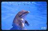 Telephone Card - Japan 105 units phone card showing Dolphin