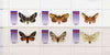 Komi Republic 1998 Butterflies perf sheetlet containing complete set of 6 values unmounted mint