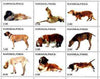 Karakalpakia Republic 2000 Dogs perf sheetlet containing set of 9 unmounted mint