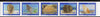 Senegal 1997 Shells complete set of 5 in superb unmounted mint imperf se-tenant strip from limited printing (Complete sheets containing 25 stamps (5 sets) available at normal x 4)