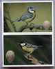 Trade Cards - Birds & their Eggs by Emerald, the complete set of 72 in full colour and pristine, originally sold for £19.95