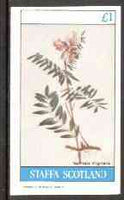 Staffa 1982 Flowers #21 (Tephrosia) imperf,souvenir sheet (£1 value) unmounted mint