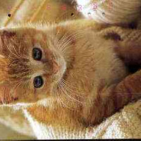 Telephone Card - Japan 105 units phone card showing Kitten with Knitting (card dated 1.9.1991)