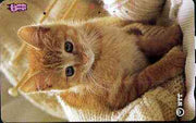 Telephone Card - Japan 105 units phone card showing Kitten with Knitting (card dated 1.9.1991)
