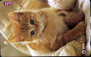 Telephone Card - Japan 105 units phone card showing Kitten with Knitting (card dated 1.9.1991)