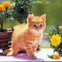 Telephone Card - Japan 105 units phone card showing Kitten amid flower pots (card 231-201)