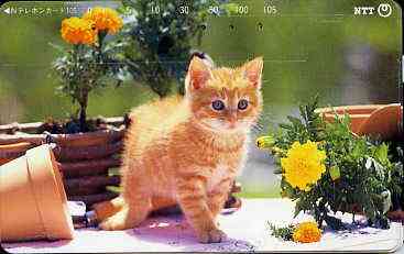 Telephone Card - Japan 105 units phone card showing Kitten amid flower pots (card 231-201)