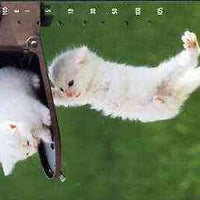 Telephone Card - Japan 105 units phone card showing two white Kittens playing on post box (card 231-243)