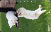 Telephone Card - Japan 105 units phone card showing two white Kittens playing on post box (card 231-243)