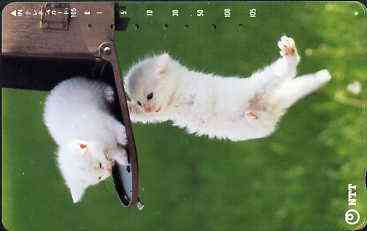 Telephone Card - Japan 105 units phone card showing two white Kittens playing on post box (card 231-243)