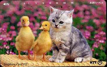 Telephone Card - Japan 105 units phone card showing Kitten with two chicks (card 111-055)